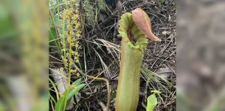 Pitcher Plants GoodNewsPilipinas