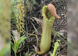 Pitcher Plants GoodNewsPilipinas