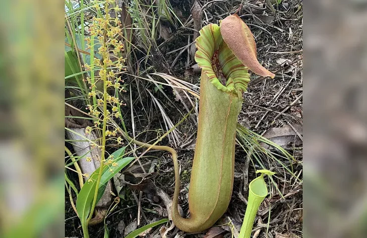 Pitcher Plants GoodNewsPilipinas