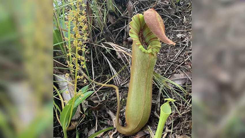 Pitcher Plants GoodNewsPilipinas