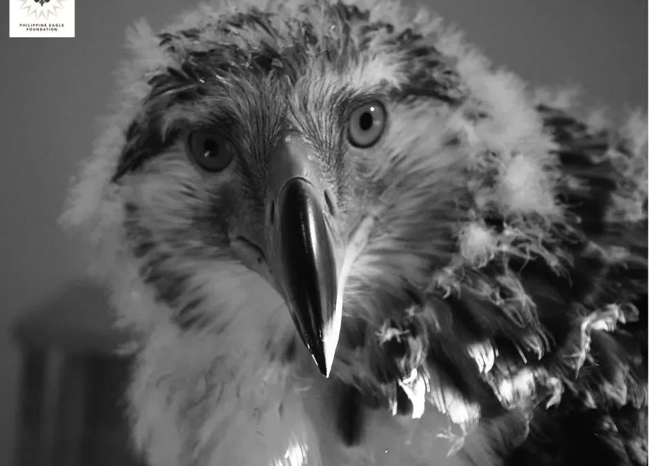Securing Our Future: Riley’s Passing Renews Call to Save the Philippine Eagle