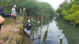 Bamboo riverbank stabilization activity in Barangay Carretunan, Calatagan Batangas with barangay personnel and community members working along the river